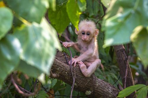 Stump-tailed Macaque (Macaca arctoides)