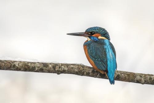 Common kingfisher (Alcedo atthis)