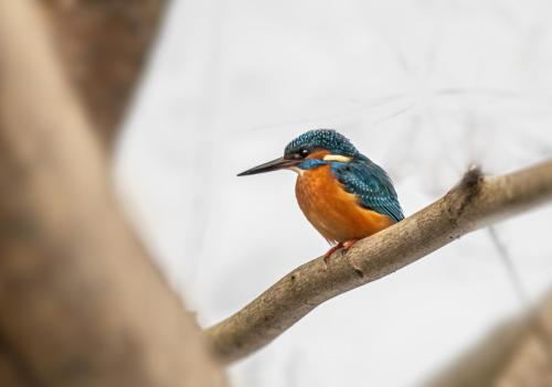 Jäälind, Common kingfisher (Alcedo atthis)