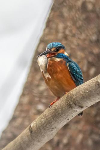 Jäälind, Common kingfisher (Alcedo atthis)