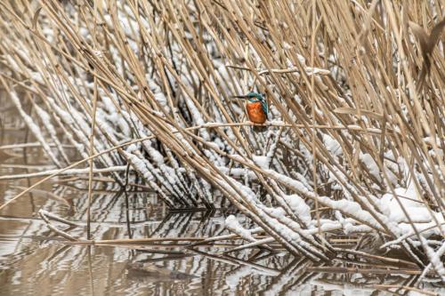 Common kingfisher (Alcedo atthis)