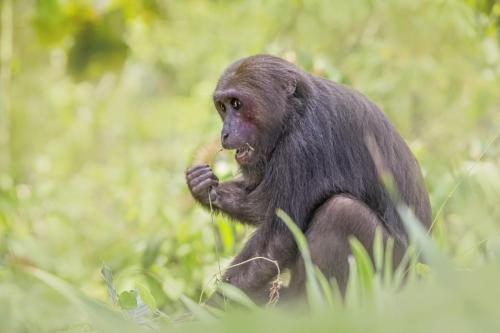 Stump-tailed macaque (Macaca arctoides)