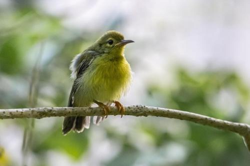 Brown-throated Sunbird (Anthreptes malacensis)