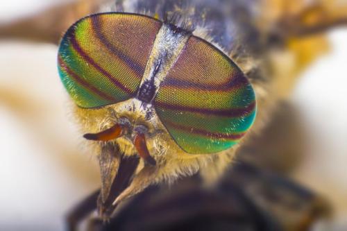 Band-eyed brown horse fly (Tabanus bromius)