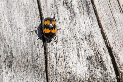 Red-banded fungus beetle (Megalodacne faciata)