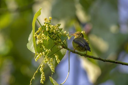 Brown-throated Sunbird (Anthreptes malacensis)