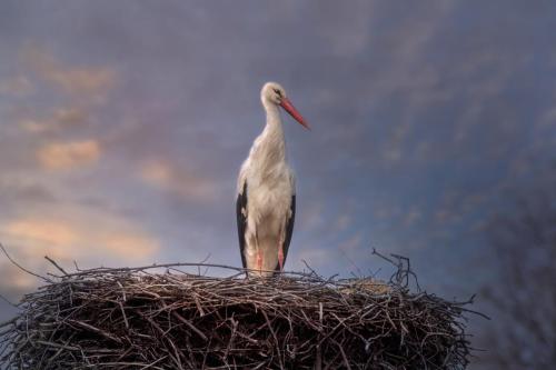 White Stork (Ciconia ciconia)