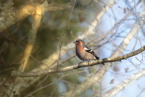 Common chaffinch (Fringilla coelebs)