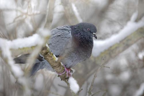 Domestic pigeon (Columba livia domestica)