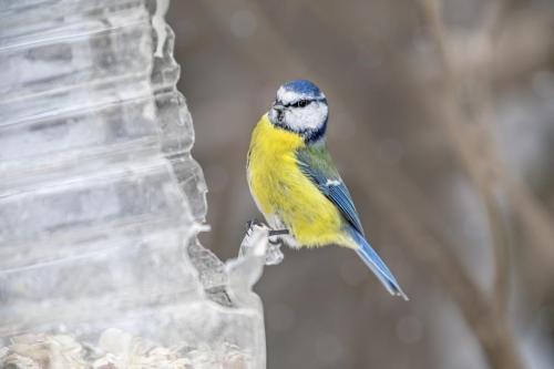 Eurasian Blue tit (Cyanistes caeruleus)