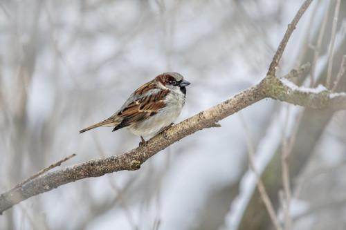 Home sparrow (Passer domesticus)