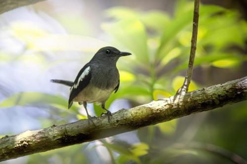 Oriental magpie-robin (Copsychus saularis)