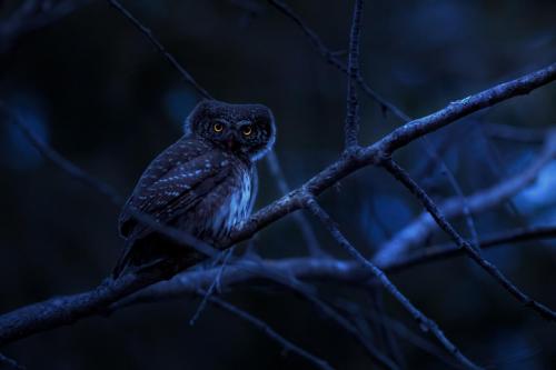 Eurasian pygmy owl