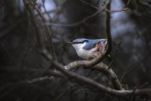 Eurasian nuthatch (Sitta europaea)