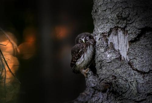 Eurasian pygmy owl