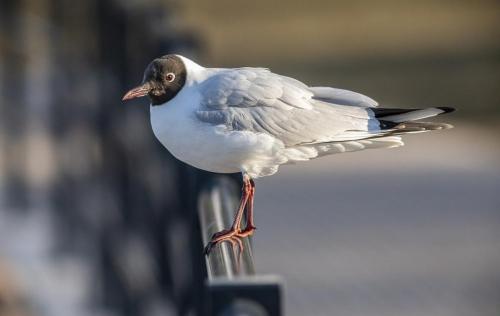 Black-headed gull (Larus ridibundus)