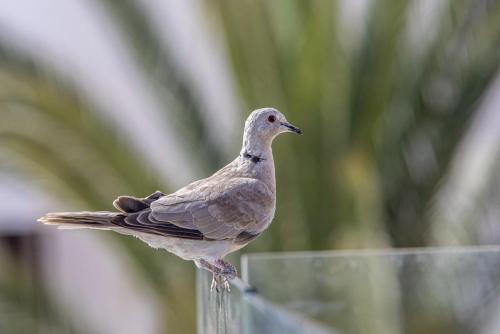 African Collared-Dove (Streptopelia roseogrisea)