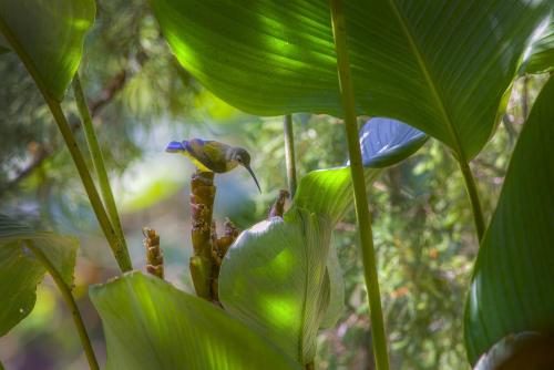 Little Spiderhunter (Arachnothera longirostra)