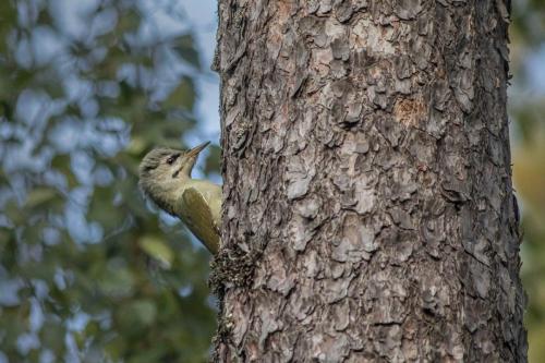 Grey-headed Woodpecker (Picus canus)