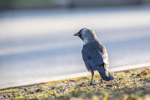 Eurasian Jackdaw (Corvus monedula)