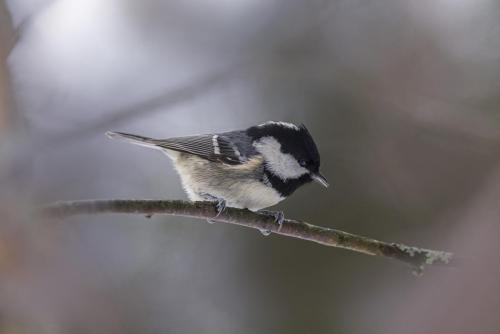 The coal tit (Periparus ater)