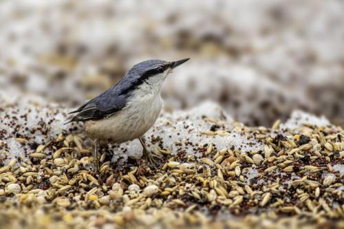 Eurasian nuthatch (Sitta europaea)