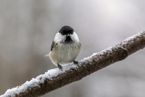 Willow tit (Poecile montanus)