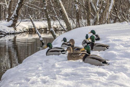 Mallard or wild duck (Anas platyrhynchos)