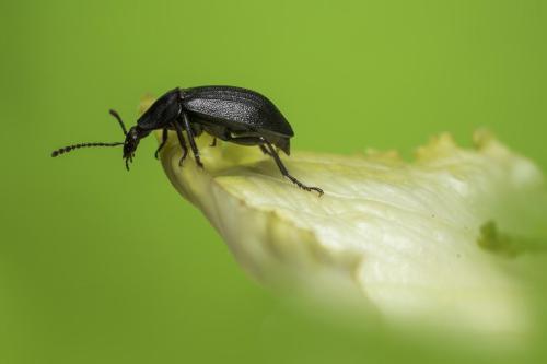 Black Carrion Beetle (Silpha atrata)