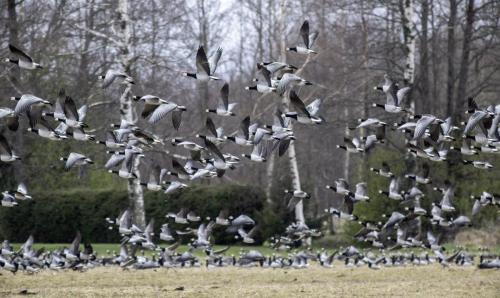 Greater White-fronted Goose (Anser albifrons)