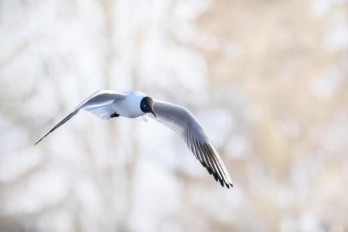 Black-headed gull (Larus ridibundus)