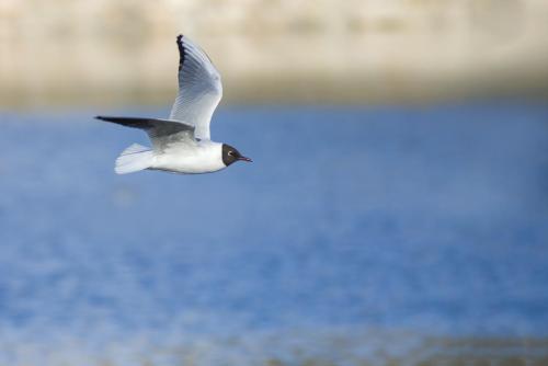 Black-headed gull (Larus ridibundus)