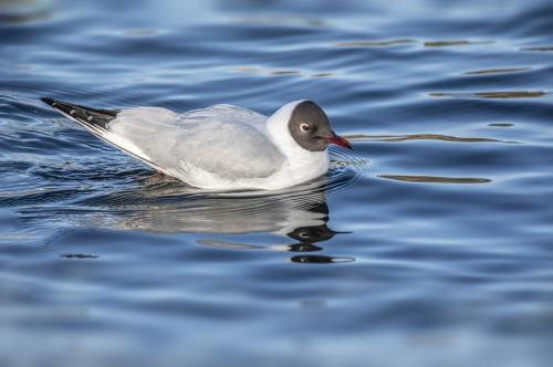 Black-headed gull (Larus ridibundus)