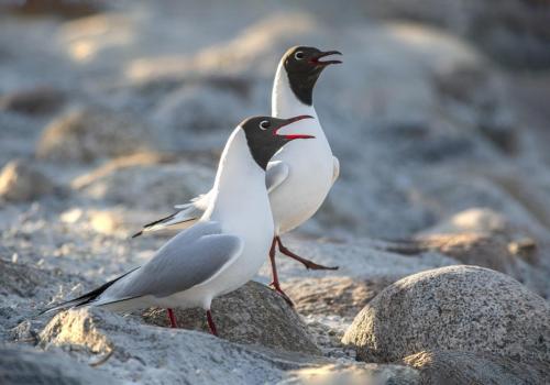 Black-headed gull (Larus ridibundus)