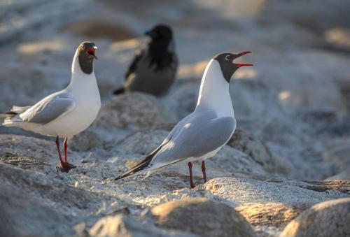 Black-headed gull (Larus ridibundus)