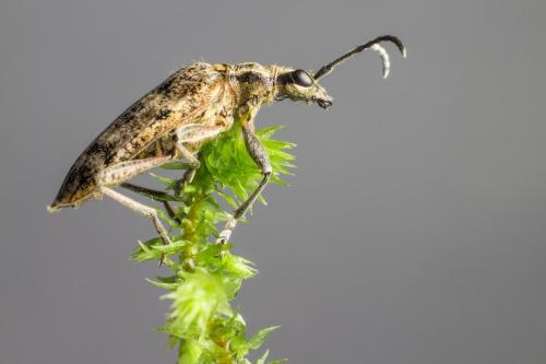 Black-spotted longhorn beetle (Rhagium mordax)