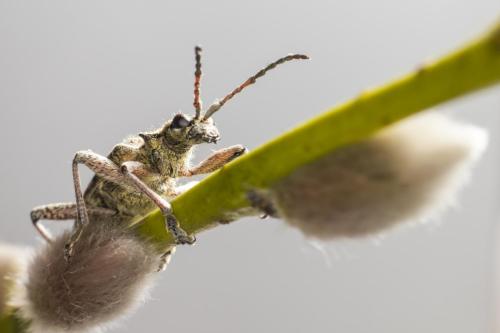 Black-spotted longhorn beetle (Rhagium mordax)