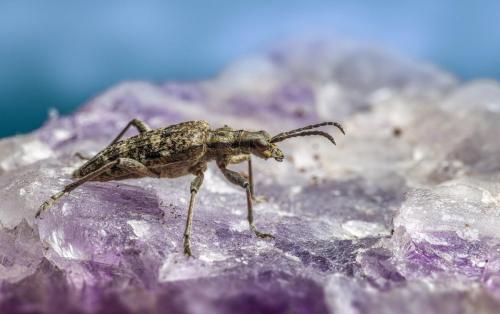 Black-spotted longhorn beetle (Rhagium mordax)