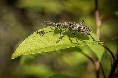 Black-spotted longhorn beetle (Rhagium mordax)