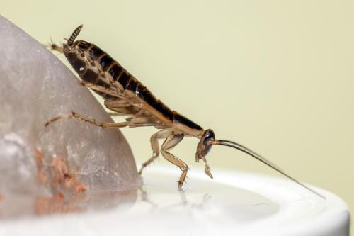 German cockroach (Blattella germanica)