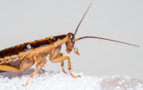 German cockroach (Blattella germanica)