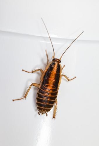 German cockroach (Blattella germanica)