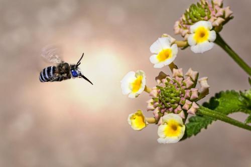 Urbane Digger Bee (Anthophora urbana)