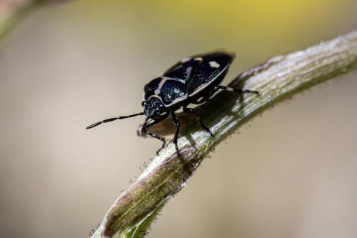 Brassica shieldbug (Eurydema oleracea)