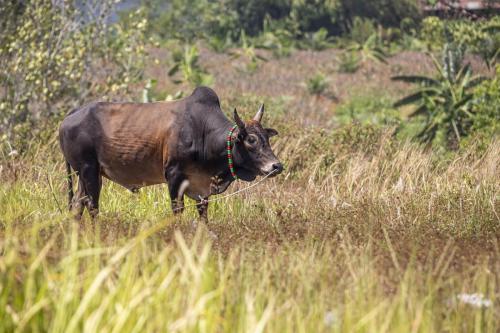 Thailand Bull