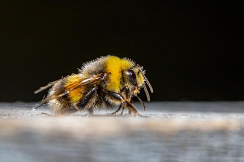 White-tailed bumble bee (Bombus lucorum)