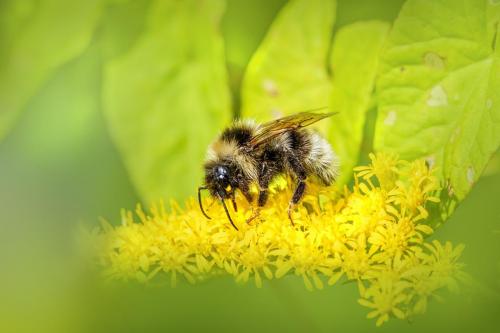 Bohemian cuckoo bumblebee (Bombus bohemicus)