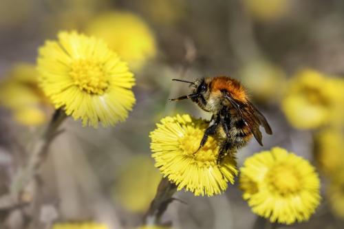 Common carder bee (Bombus pascuorum)