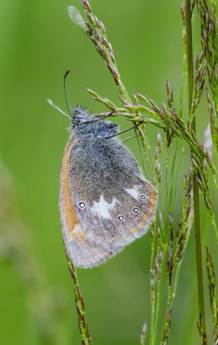 Chestnut Heath (Coenonympha glycerion)