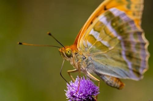 Silver-washed Fritillary (Argynnis paphia)